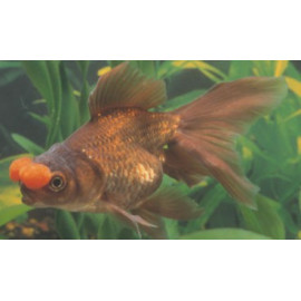 Oranda Bronce Pom Pom