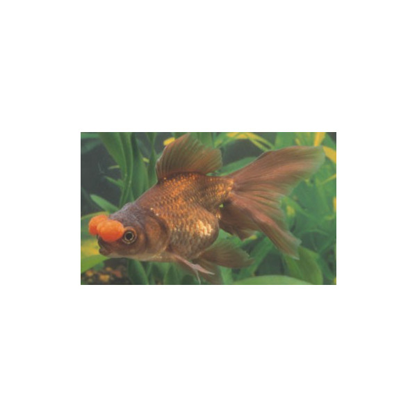 Oranda Bronce Pom Pom