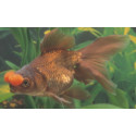 Oranda Bronce Pom Pom