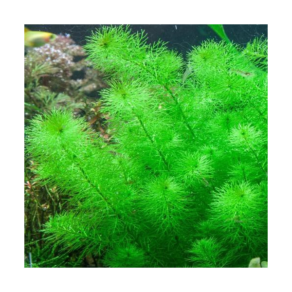 Myriophyllum guyana