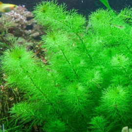 Myriophyllum guyana