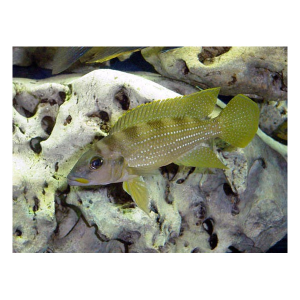 Neolamprologus tetracanthus