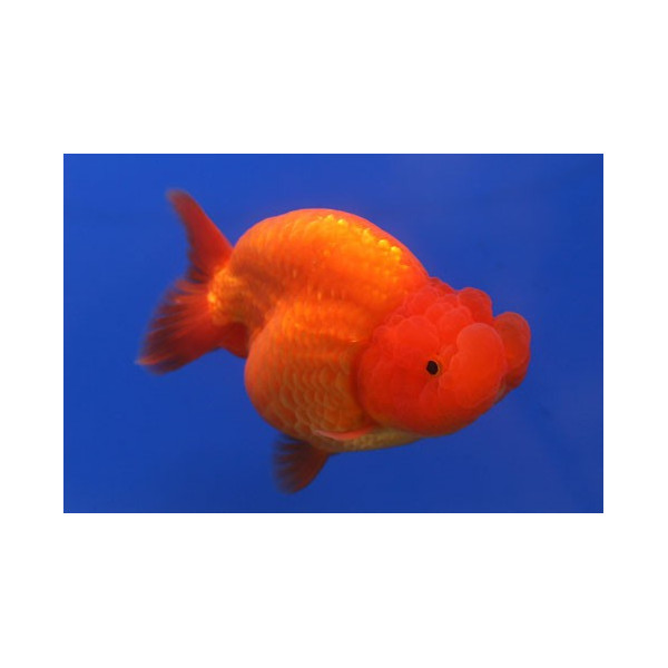 Ranchu rojo 5/6