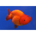 Ranchu rojo S