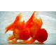 Oranda Rojo 10/12 cm carassius aurata