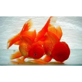 Oranda vermell L carassius aurata