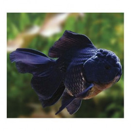 Oranda Negre ML carassius aurata