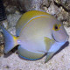 Acanthurus dussumieri juv. M