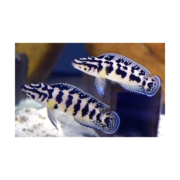 Julidochromis transcriptus