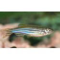 CEBRITA 3-3.5 CM DANIO RERIO