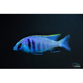 Haplochromis electra