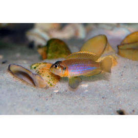 Lamprologus ocellatus gold