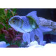 Oranda Blue