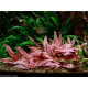 Cryptocoryne Wendtii Flamingo