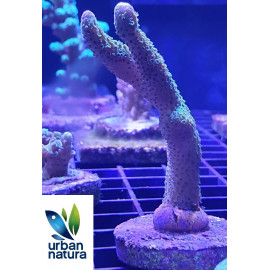 Montipora digitata green CITES: ES-CC-000205/18