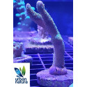 Montipora digitata green 