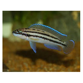 JULIDOCHROMIS DICKFELDI 3.5-4CM JULIDOCHROMIS DICKFELDI