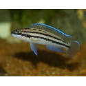 JULIDOCHROMIS DICKFELDI 3.5-4CM JULIDOCHROMIS DICKFELDI