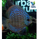 Discus Royal Blue 10-12 cm SYMPHYSODON AEQUIFASCIATA