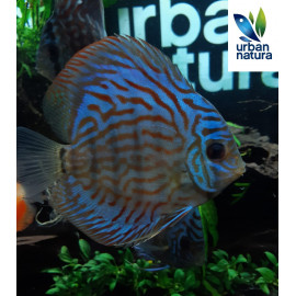 Discus Royal Blue 10-12 cm SYMPHYSODON AEQUIFASCIATA