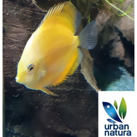 Discus Pichon Oro 5-6 cm SYMPHYSODON AEQUIFASCIATA