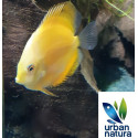 Discus Pichon Oro 5-6 cm SYMPHYSODON AEQUIFASCIATA