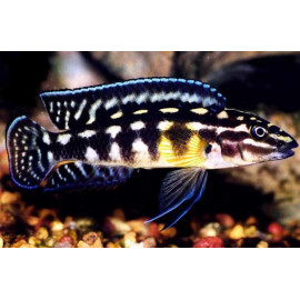 JULIDOCHROMIS MARLIERI SM JULIDOCHROMIS MARLIERI