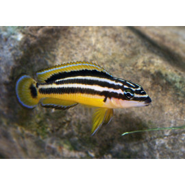 JULIDOCHROMIS ORNATUS 4-5CM JULIDOCHROMIS ORNATUS