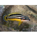 JULIDOCHROMIS ORNATUS 4-5CM JULIDOCHROMIS ORNATUS