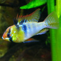 RAMIREZI AZUL 3-3.5CM MICROGEOPHAGUS RAMIREZI