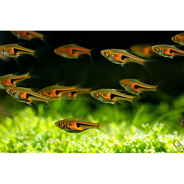 Rasbora Espei