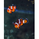 Amphiprion Ocellaris Tangerine Pareja XL