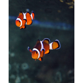 Amphiprion Ocellaris Tangerine Pareja XL