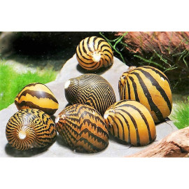 Caracol Batik Neritina natalensis