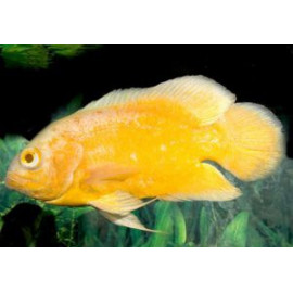 Oscar Limon Astronotus ocellatus