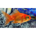 TELESCOPIO ROJO 5-6CM CARASSIUS AURATUS