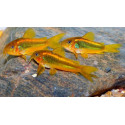 Corydora Orange Laser