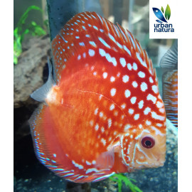 Discus Raffasia Deluxe M Symphysodon aequifasciatus