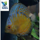 Discus Yellow white butterfly 5-6cm Symphysodon aequifasciatus