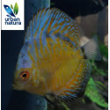 Discus Yellow white butterfly 5-6cm Symphysodon aequifasciatus