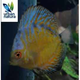 Discus Yellow white butterfly 5-6cm Symphysodon aequifasciatus