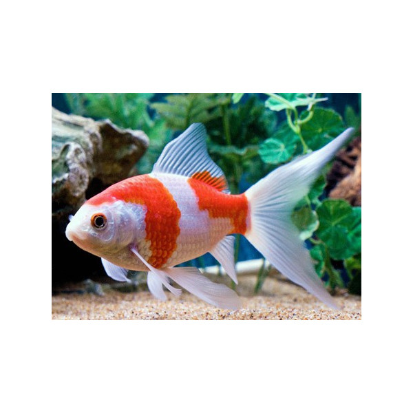 TELESCOPICO ROJO 5-6CM CARASSIUS AURATUS