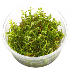 Rotala rotundifolia HRA 1-2-Grow!