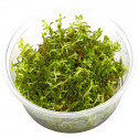 Rotala rotundifolia HRA 1-2-Grow!