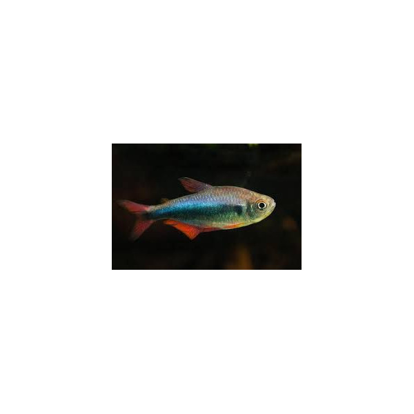 Tetra Azul Rojo de Perú Hyphessobrycon Margitae