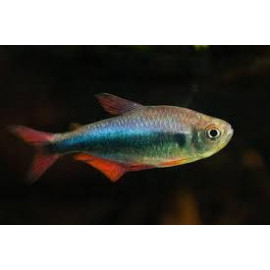 Tetra Azul Rojo de Perú Hyphessobrycon Margitae