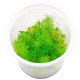 Myriophyllum sp. 'Guyana' - In Vitro Cup