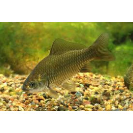 CARPIN DE CEBO CARASSIUS AURATUS