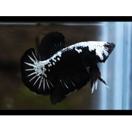 Betta Macho plakat black samurai