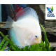 Discus snow white 5-6 cm RUI